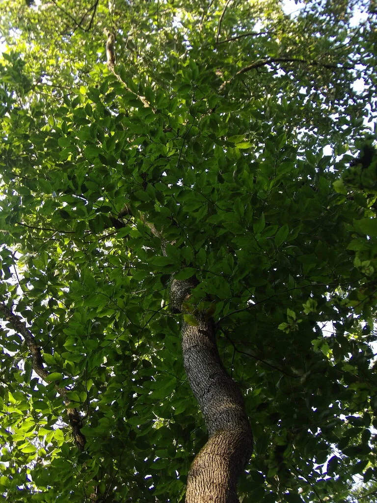 Magnolia Acuminata