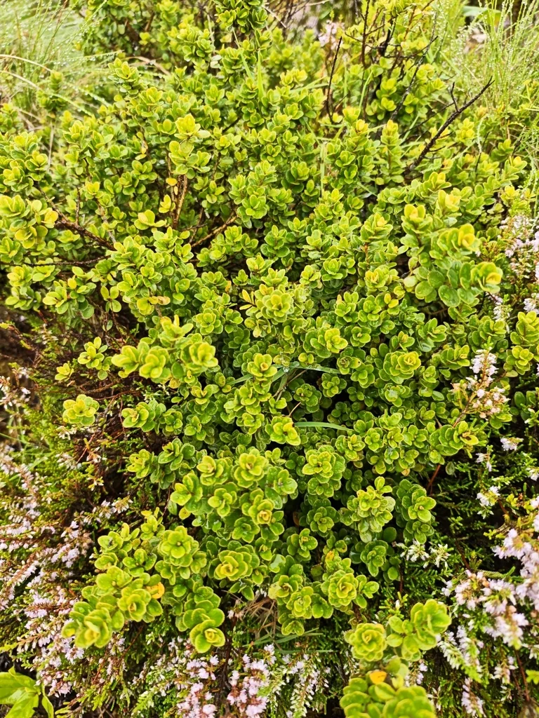 Myrsine Africana
