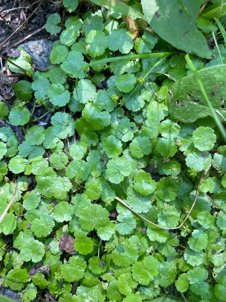 Hydrocotyle Sibthorpioides