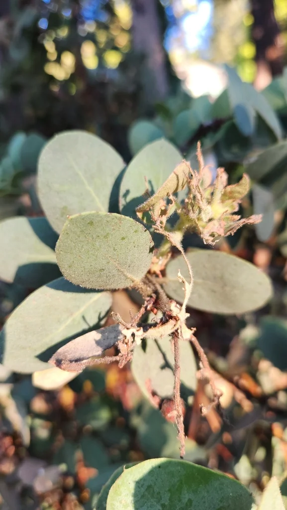 Arctostaphylos Pringlei