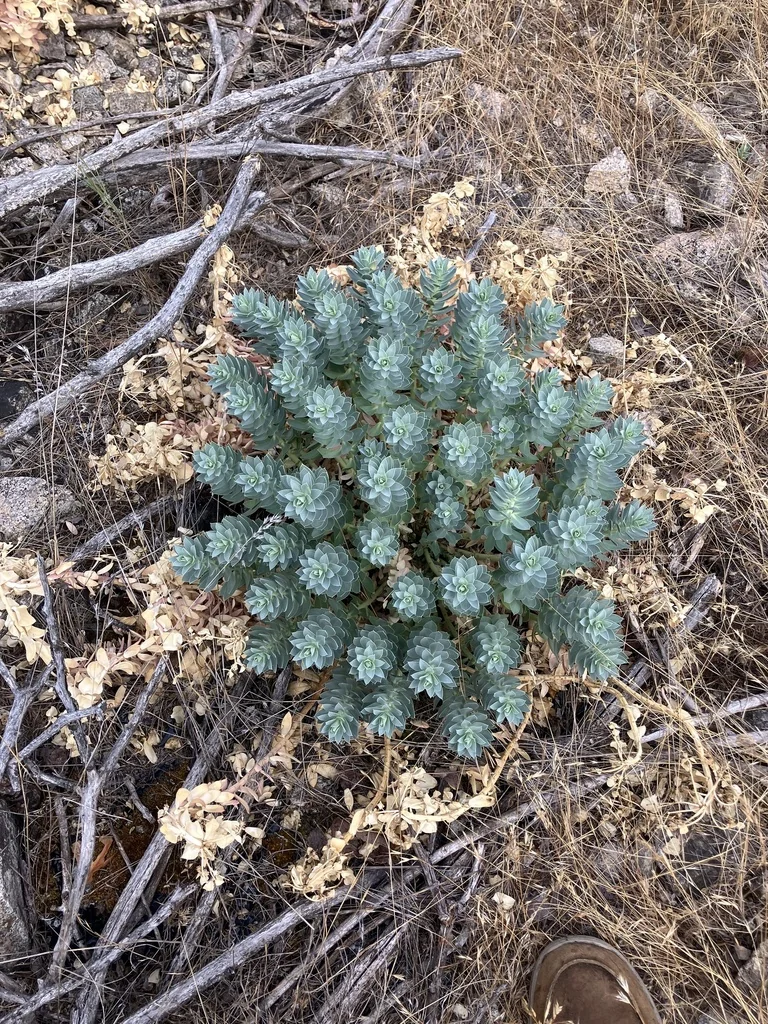 Euphorbia Myrsinites