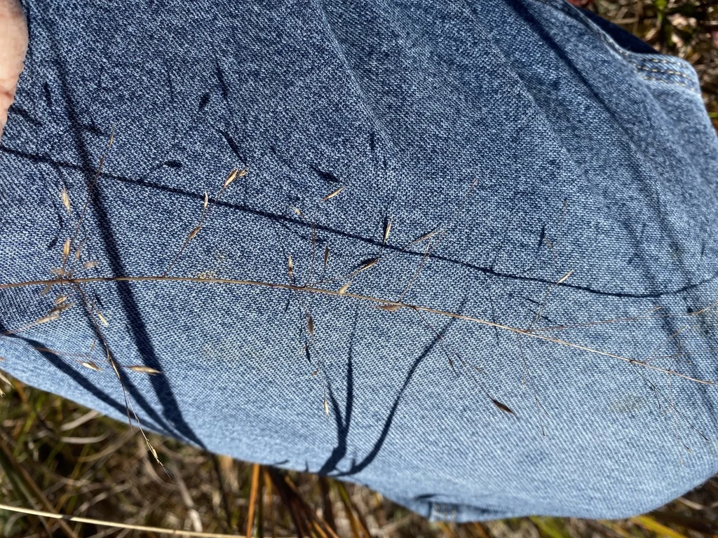 Sporobolus Heterolepis