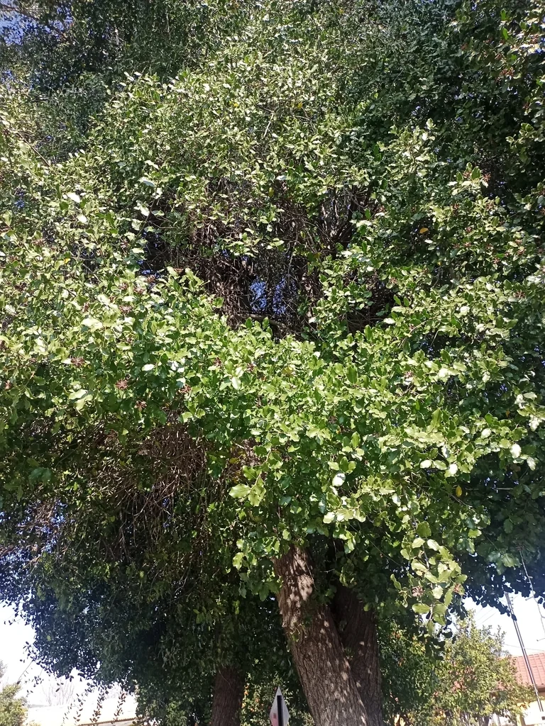 Quillaja Saponaria