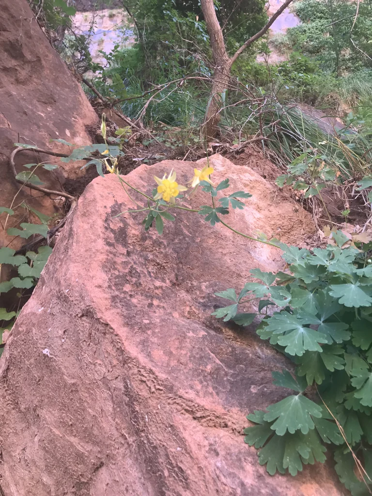 Aquilegia Chrysantha