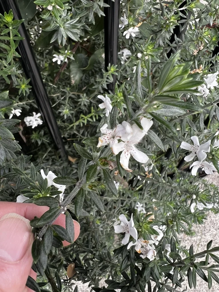 Westringia fruticosa
