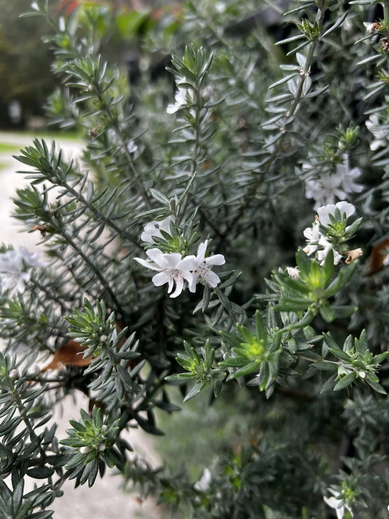 Westringia fruticosa