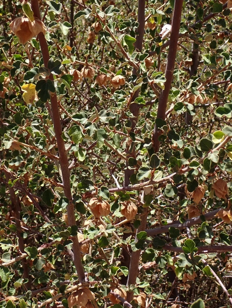 Fremontodendron Californicum