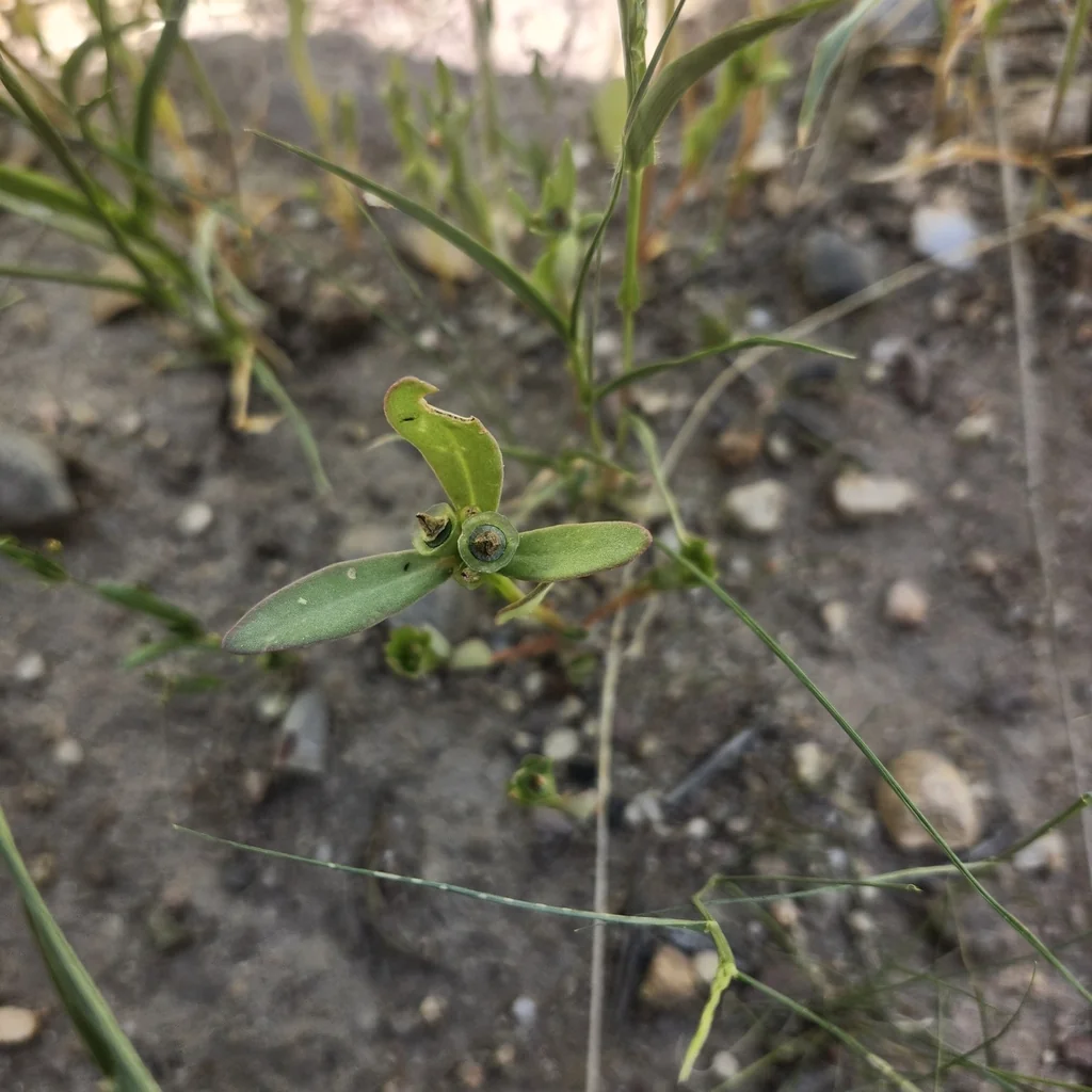 Portulaca umbraticola