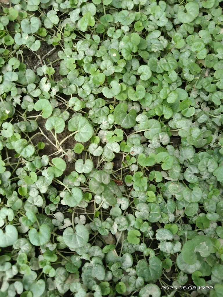 Dichondra Micrantha