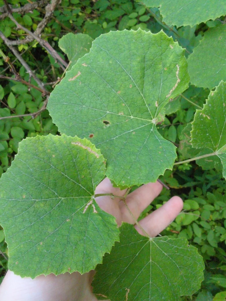 Vitis Labrusca