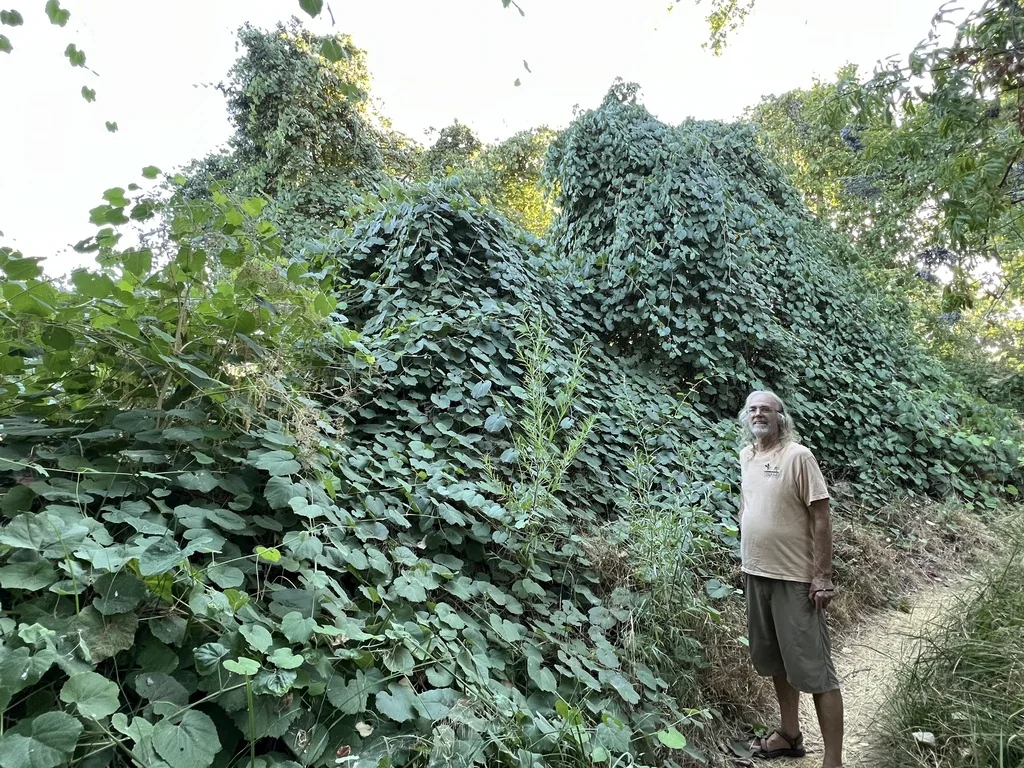 Vitis Californica