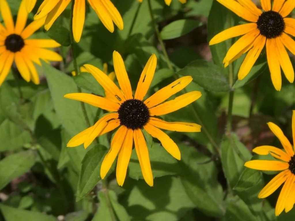 Rudbeckia Fulgida