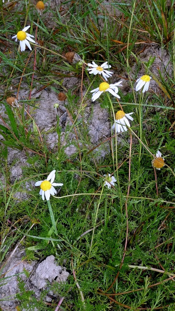 Chamaemelum Nobile