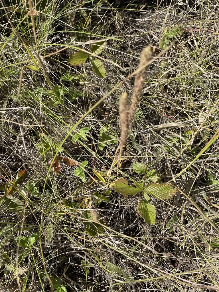 Veronica Spicata
