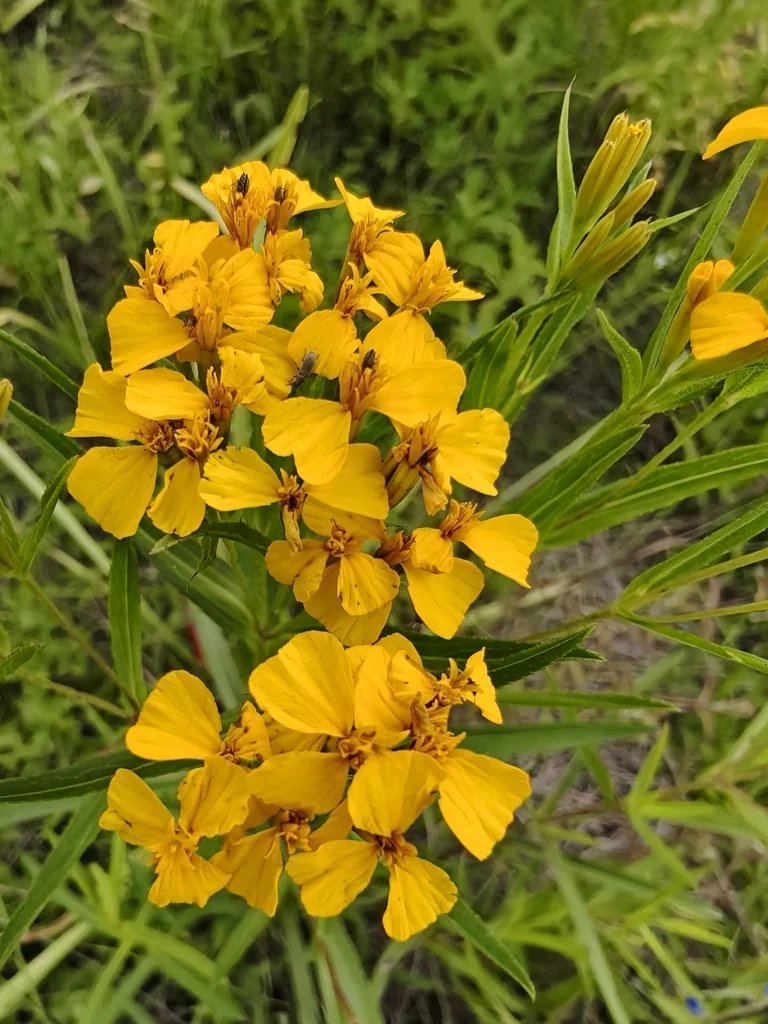 Tagetes Lucida