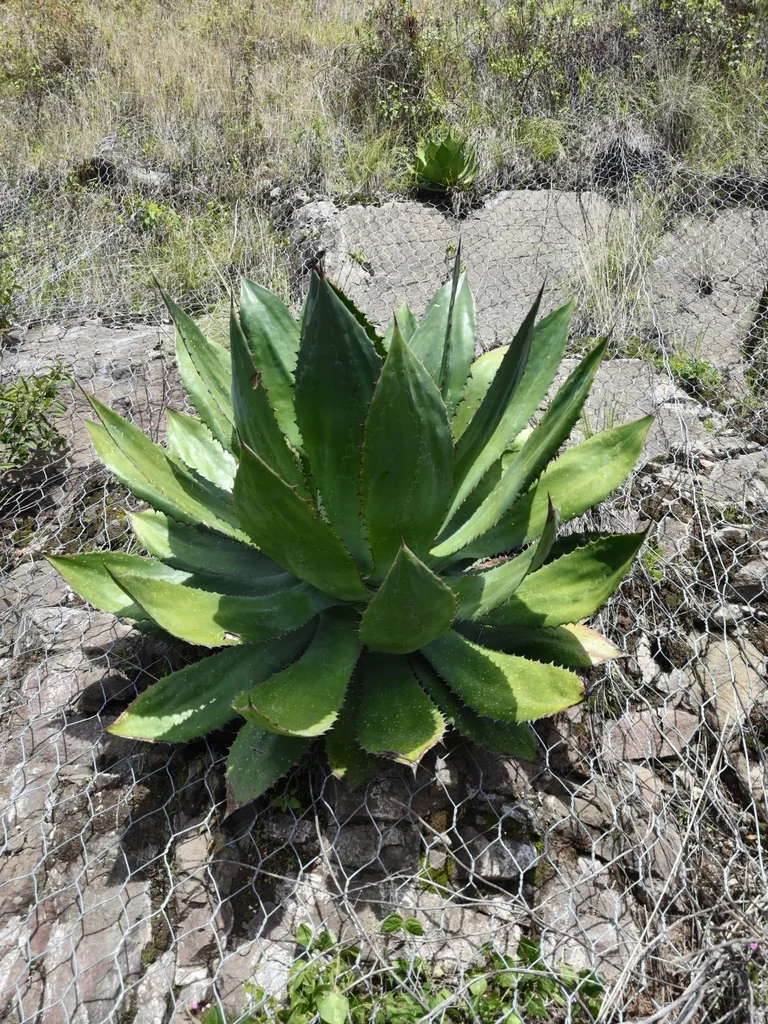 Agave Bovicornuta