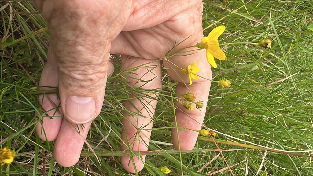 Coreopsis verticillata