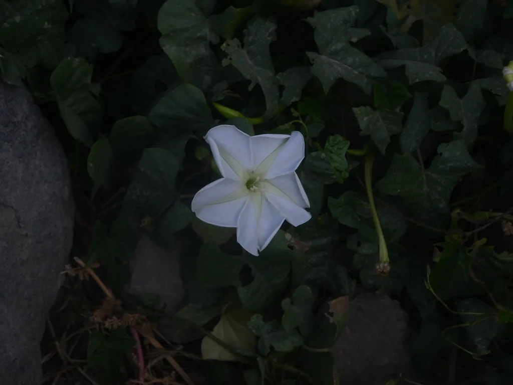 Ipomoea Alba