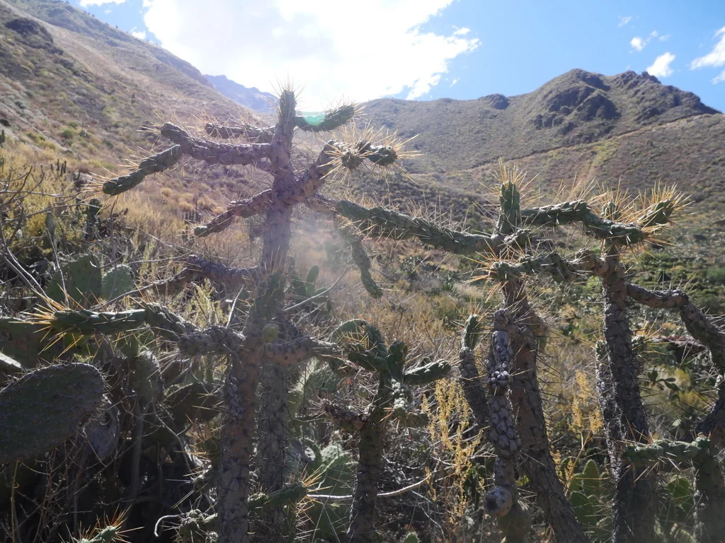 Opuntia Subulata