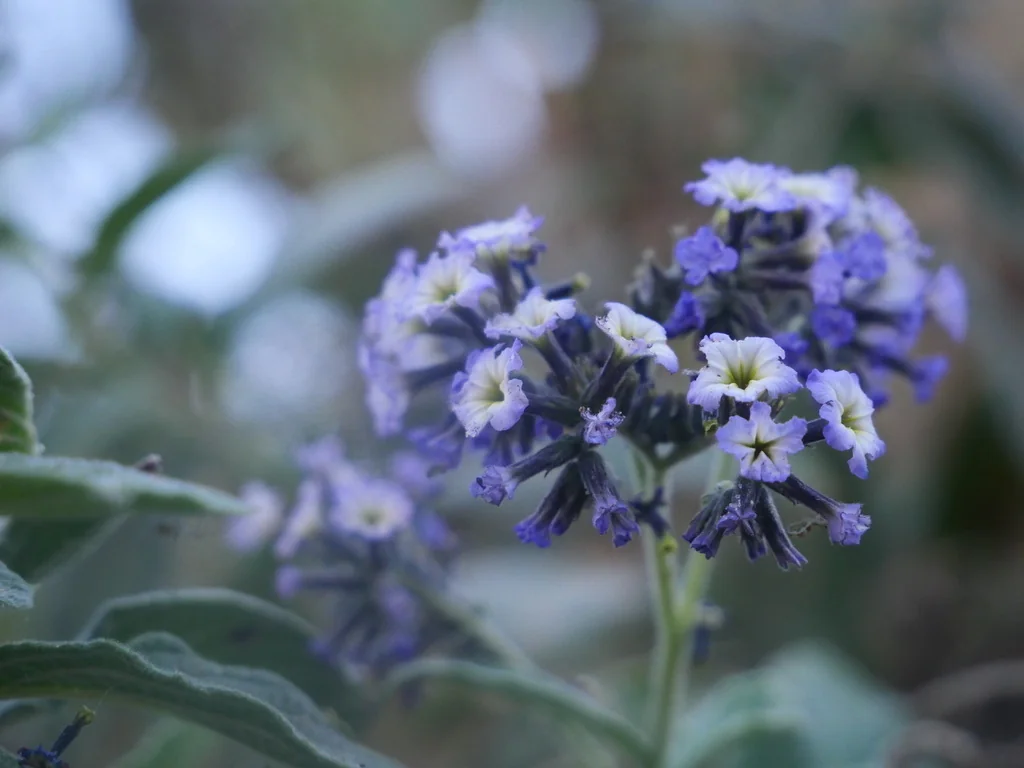 Heliotropium arborescens