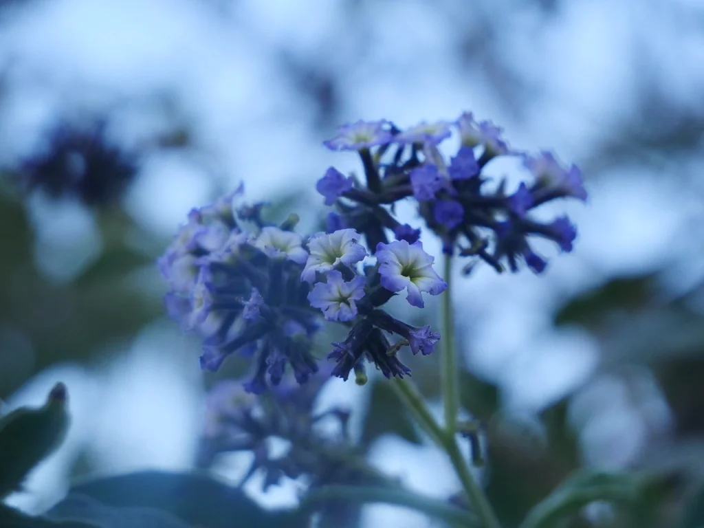 Heliotropium arborescens