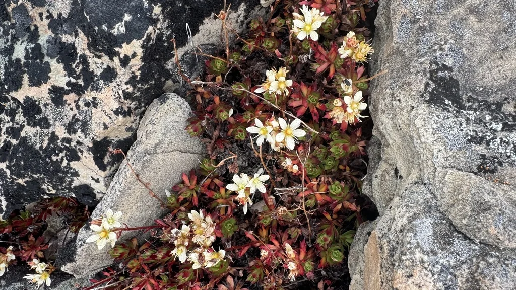 Saxifraga Tricuspidata