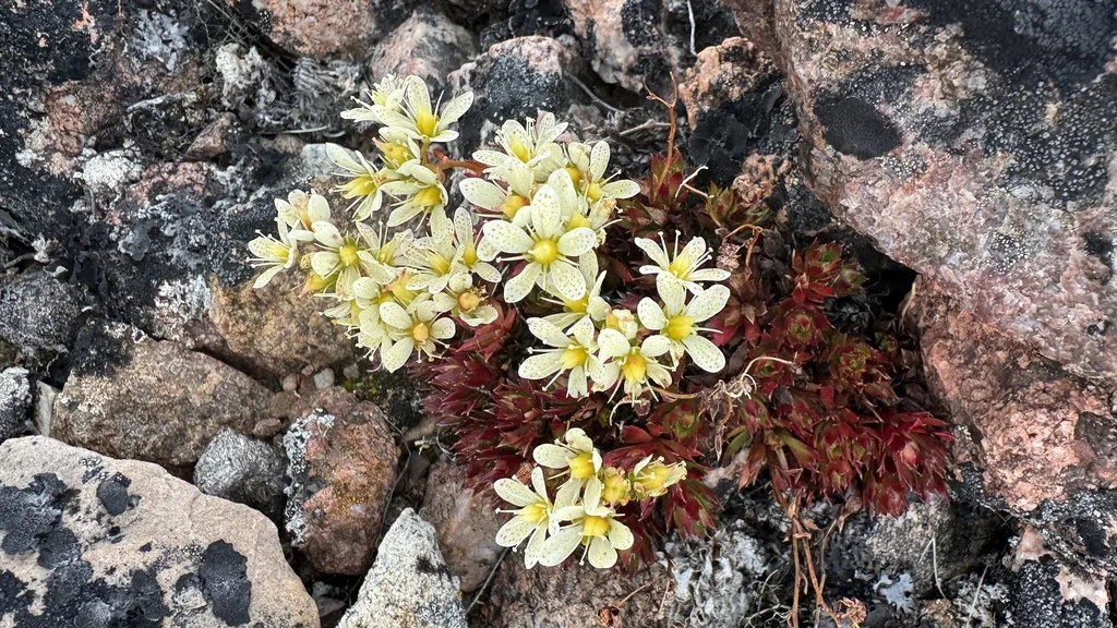 Saxifraga Tricuspidata