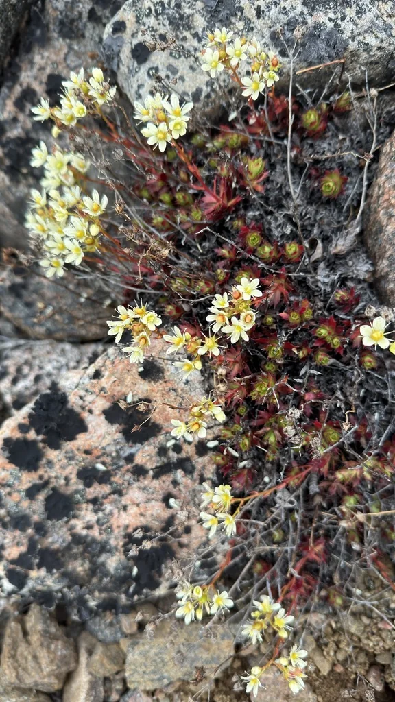 Saxifraga Tricuspidata