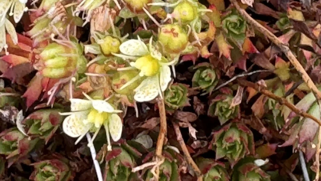 Saxifraga Tricuspidata