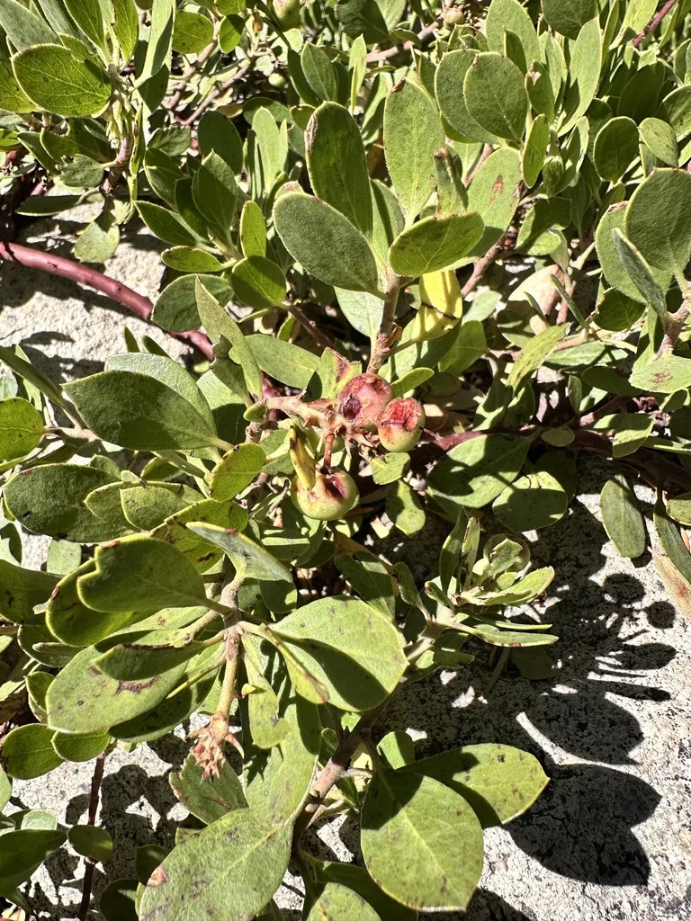 Arctostaphylos Nevadensis