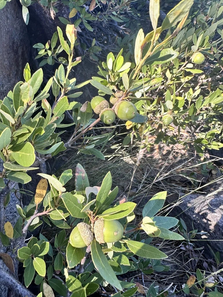Quercus Vaccinifolia