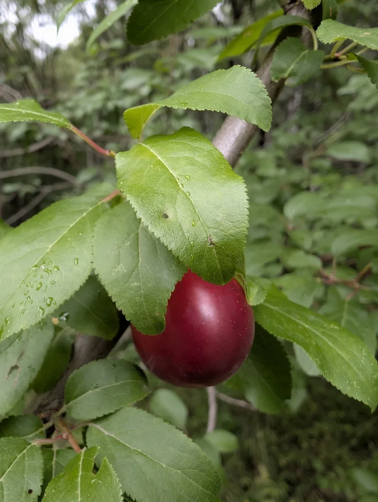 Prunus Domestica