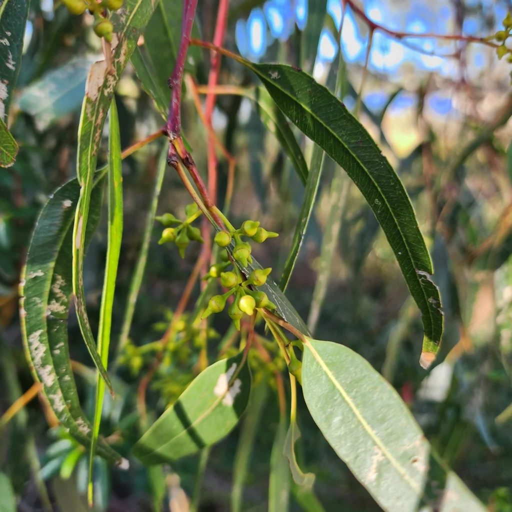 Eucalyptus Camaldulensis