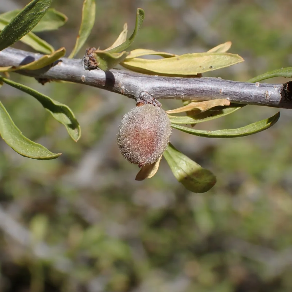 Prunus Fasciculata