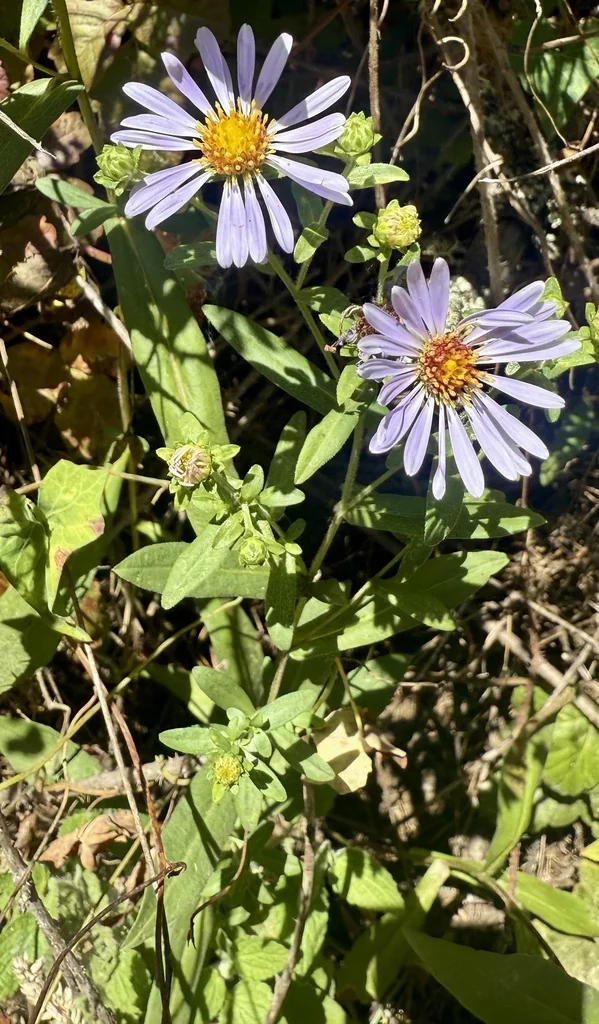 Symphyotrichum Chilense