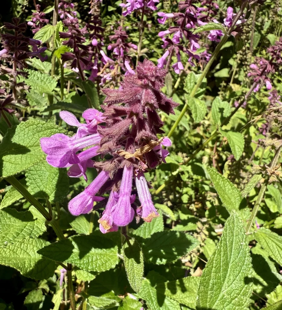 Stachys chamissonis