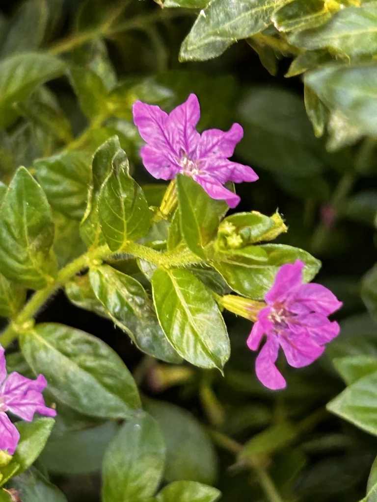 Cuphea Hyssopifolia