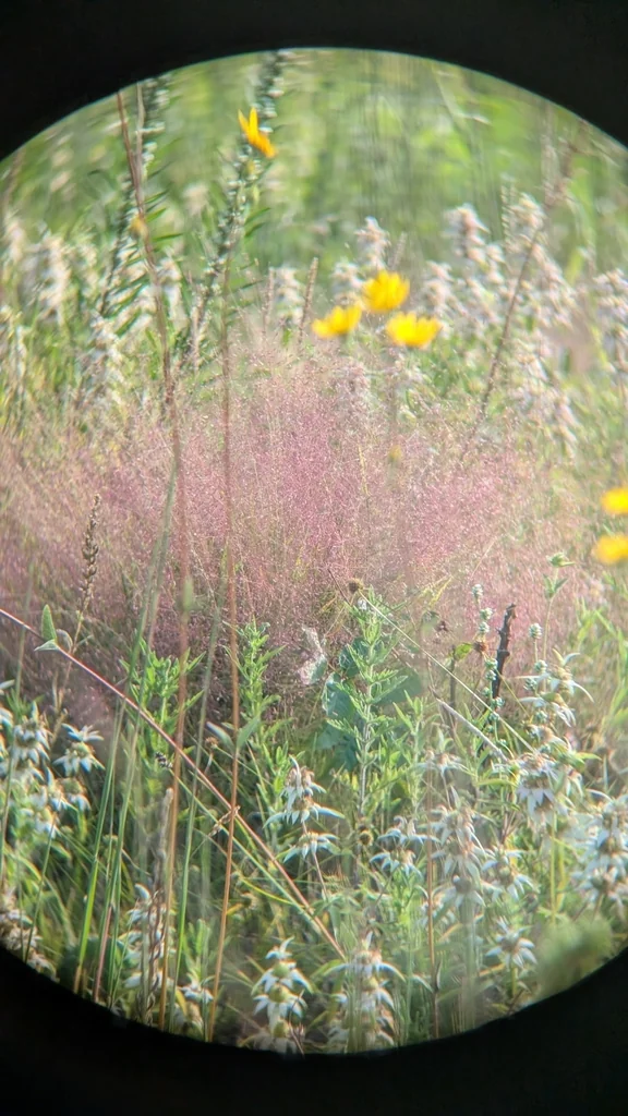 Eragrostis Spectabilis