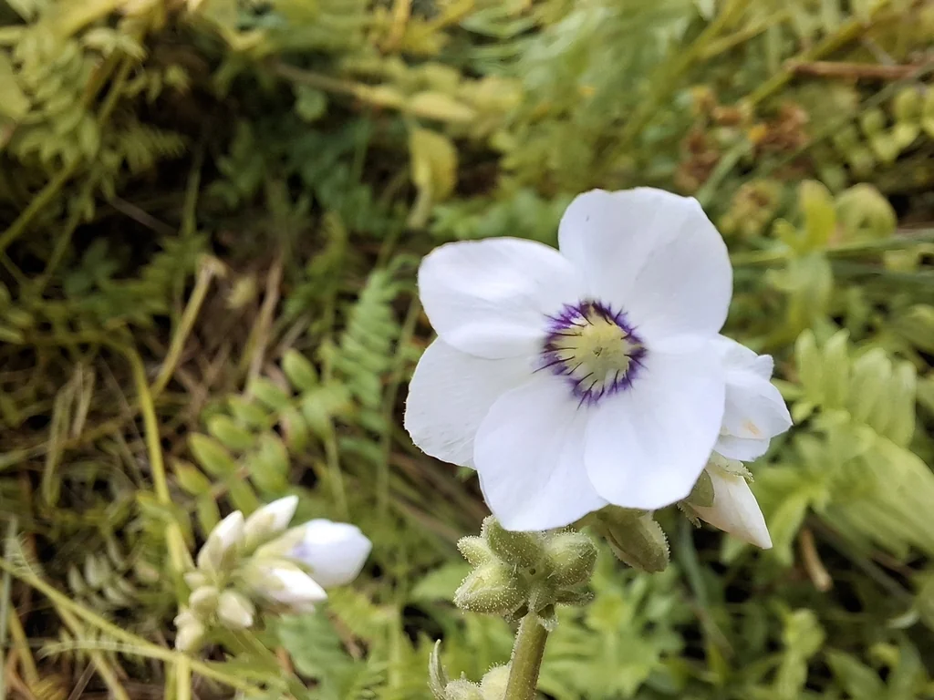 Polemonium Caeruleum