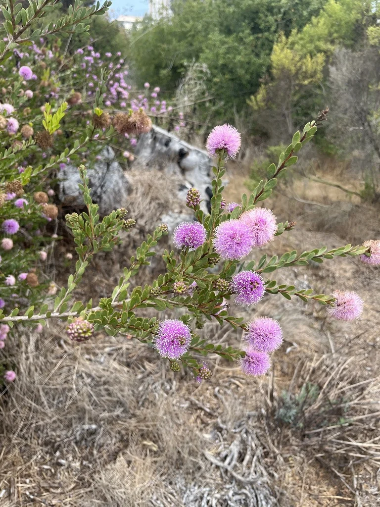 Melaleuca Nesophila