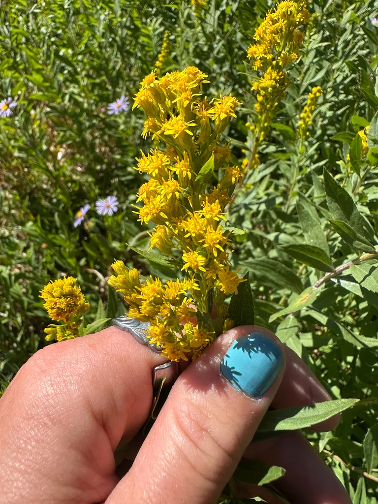Solidago Canadensis Ssp. Elongata