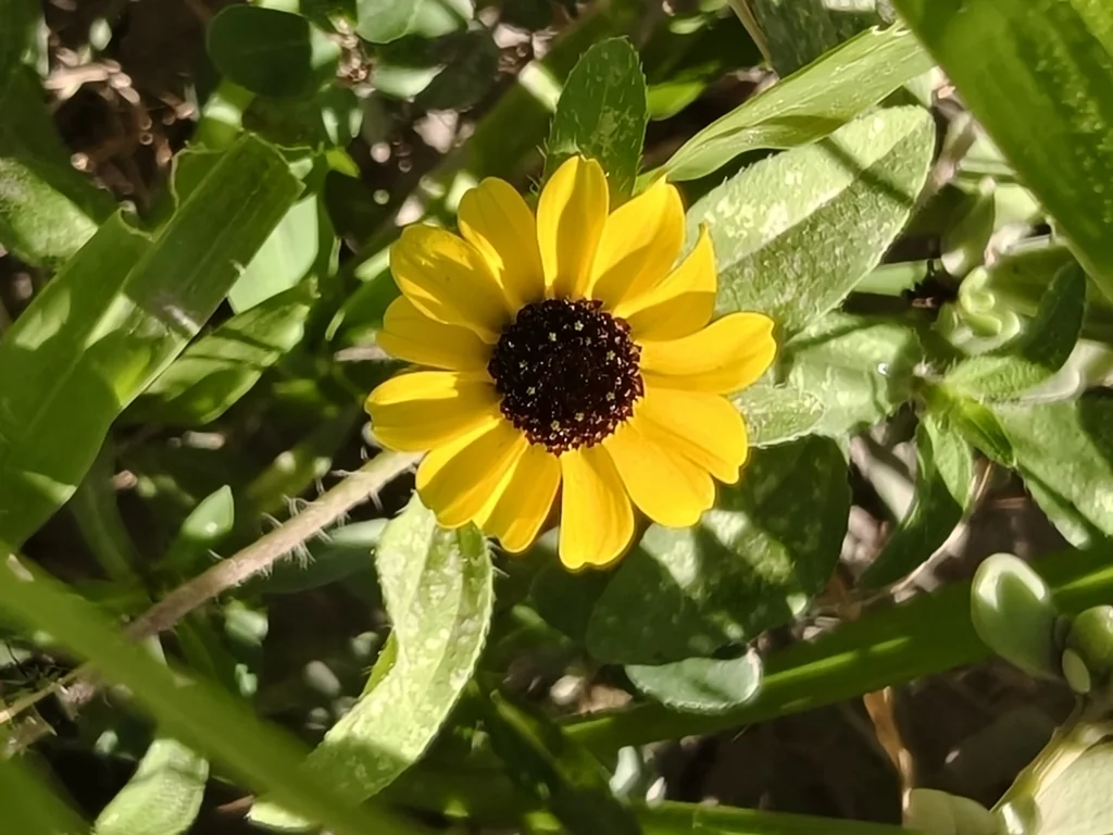 Sanvitalia procumbens