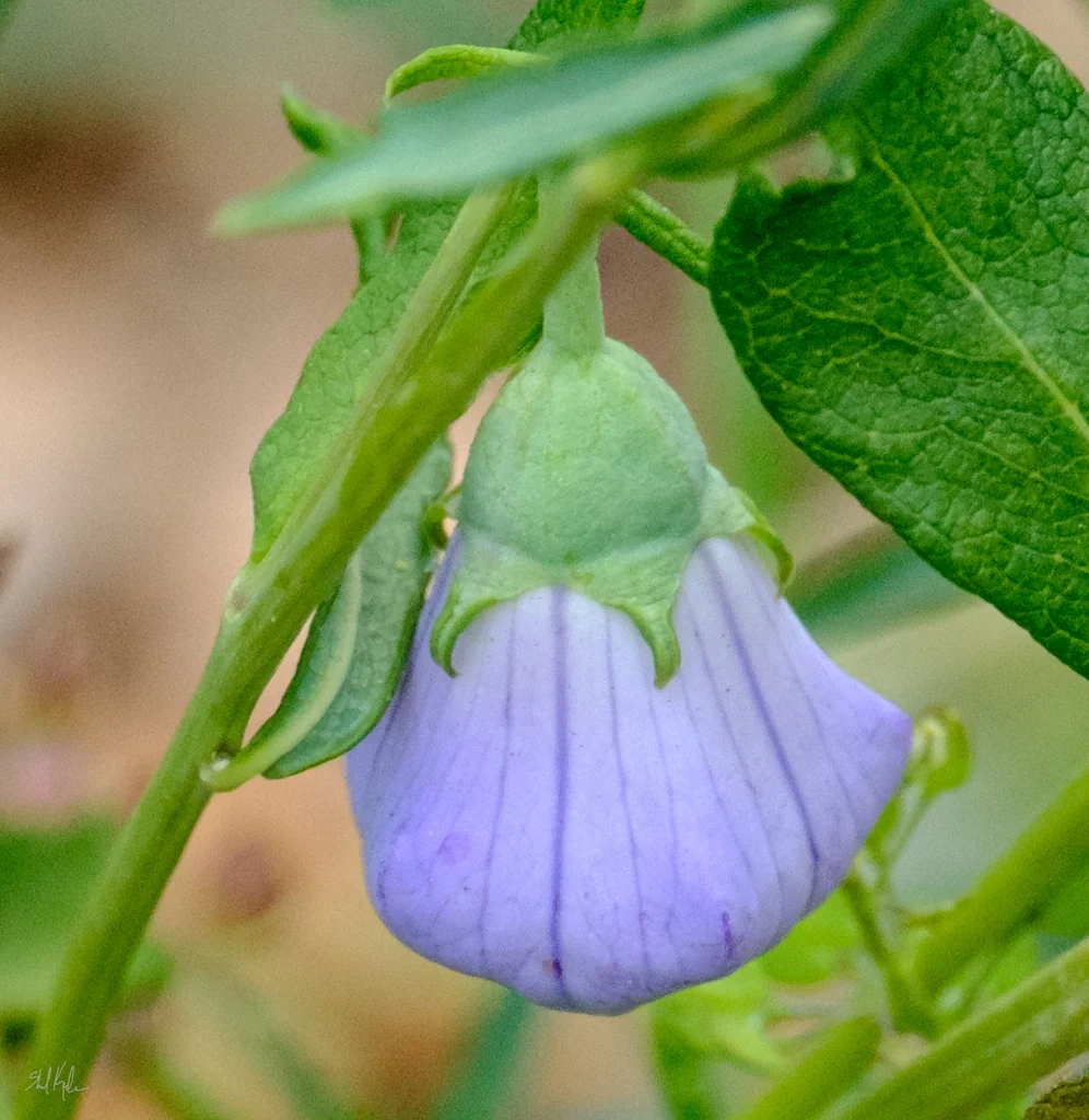 Platycodon Grandiflorus