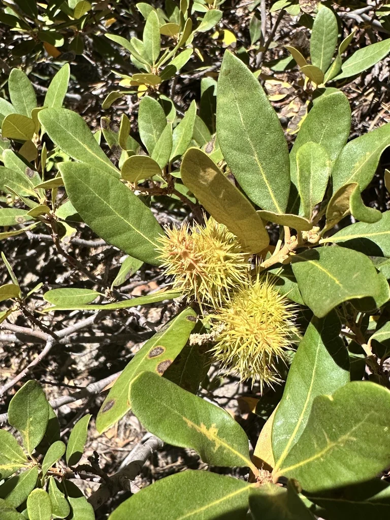 Chrysolepis Sempervirens