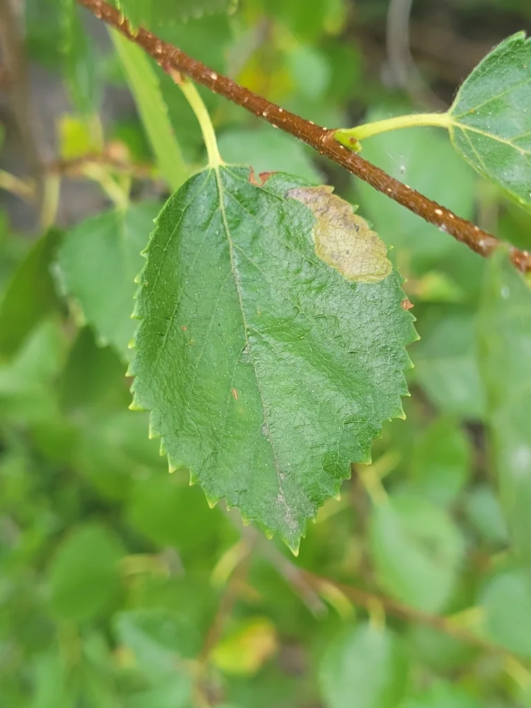 Betula Occidentalis