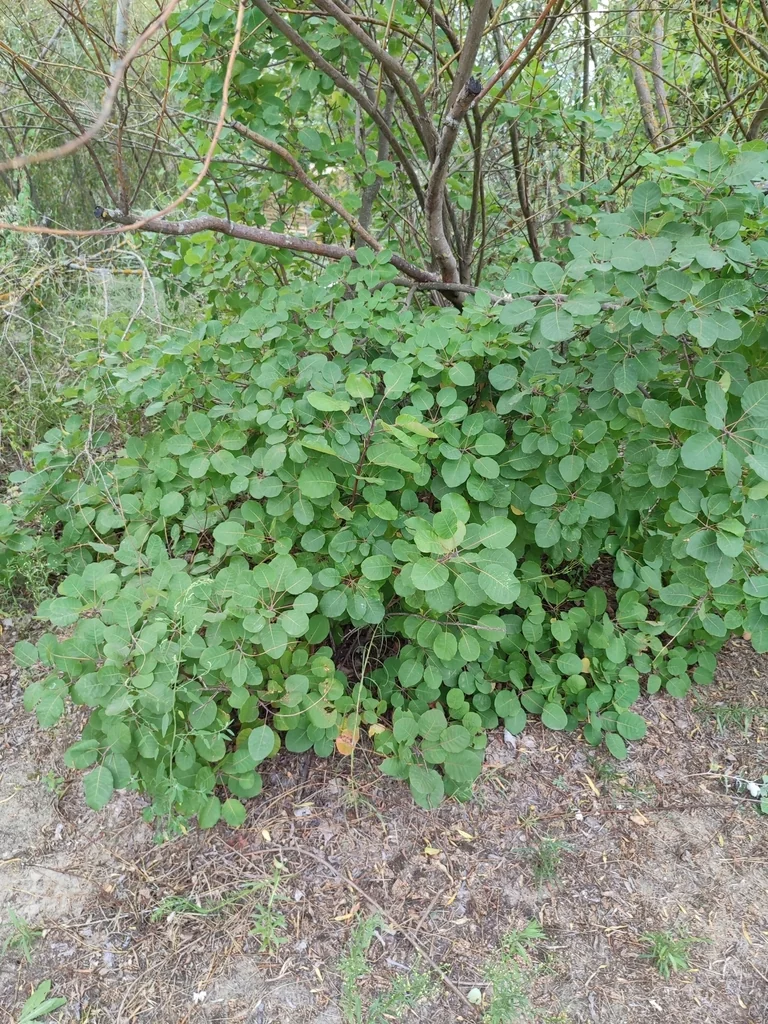 Cotinus coggygria
