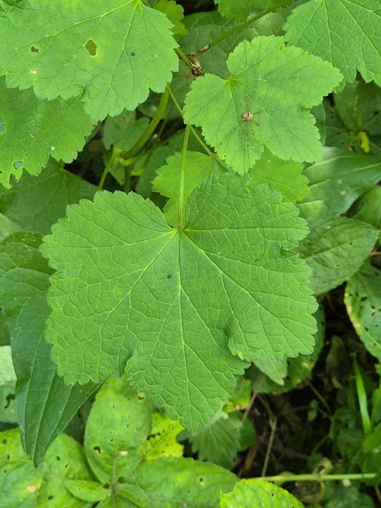 Ribes Rubrum