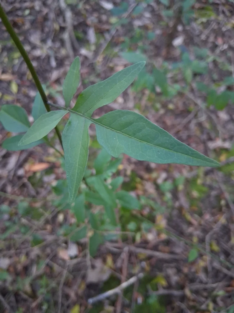 Solanum Laxum