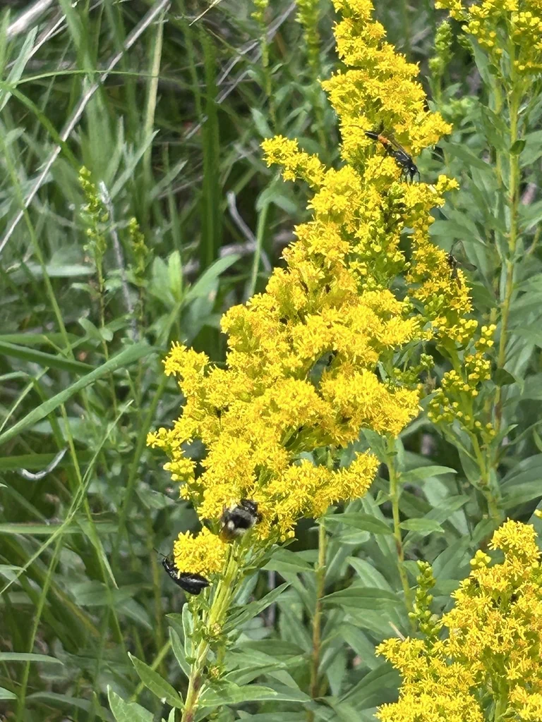 Solidago Canadensis Ssp. Elongata