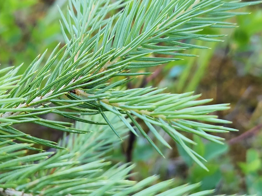 Picea engelmannii